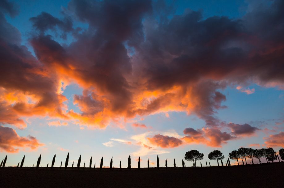 Cypress trees against evening sky in Montalcino
